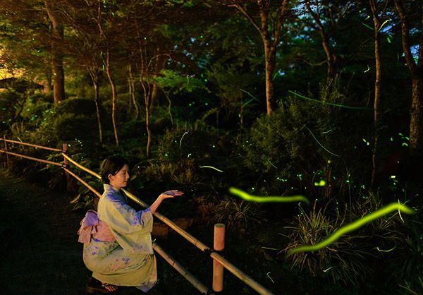 【山梨県富士吉田市】ホテル鐘山苑の蛍まつり、浴衣・季節のカクテル付専用プラン登場。幻想的な光の舞