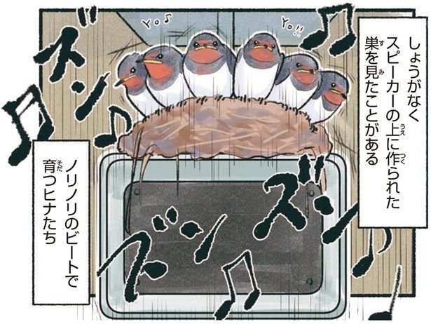 ノリノリのビートで育つヒナたち （C）piro piro piccolo／KADOKAWA