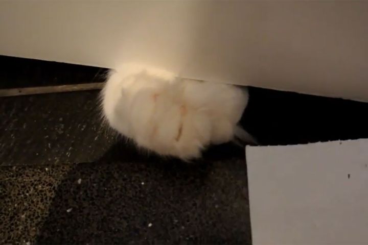ドアの隙間から手だけがチラリ…ふわふわのお手々がたまりません！