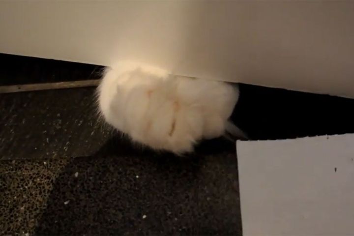 ドアの隙間から手だけがチラリ…ふわふわのお手々がたまりません！