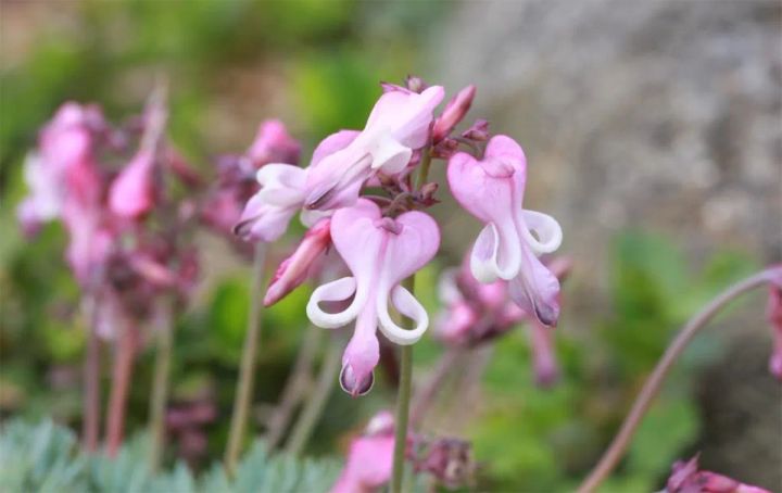 六甲高山植物園に咲くコマクサ。瑠璃色の葉とピンク色の花が岩場に咲いている様子