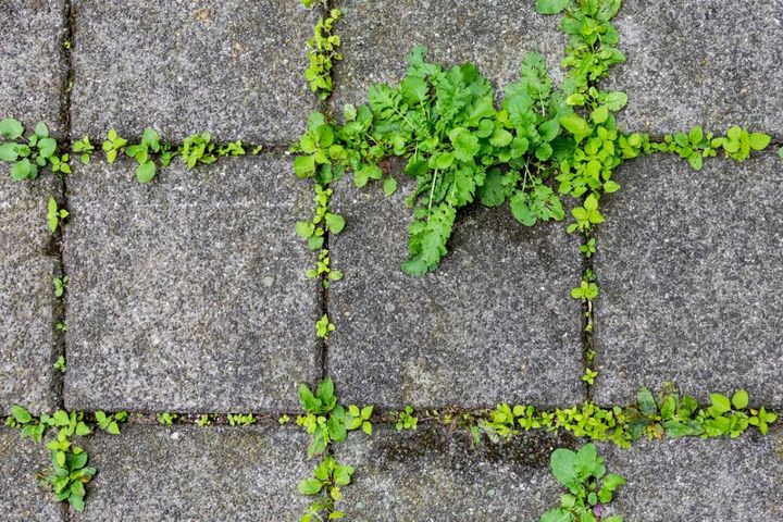 夏の草取りがラクになる！プロが5月にしている「選択的除草」とは？