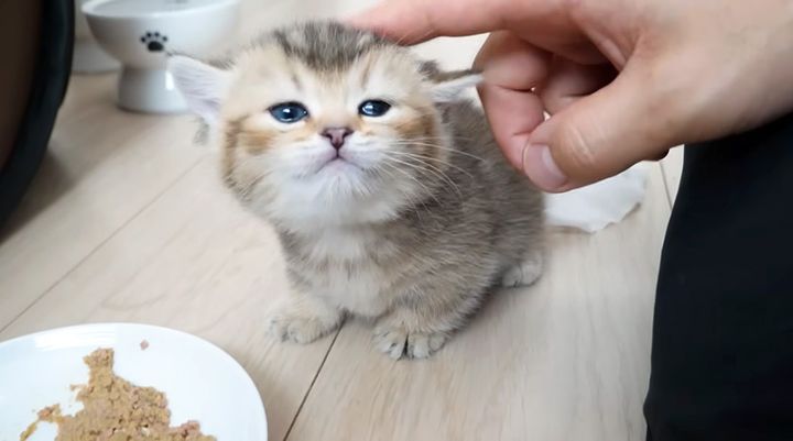 お腹がいっぱいになって満足そうな子猫