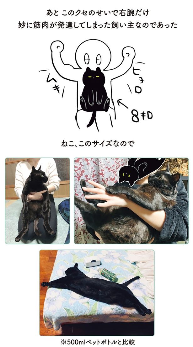 ねこ、このサイズなので （C）AKR／KADOKAWA
