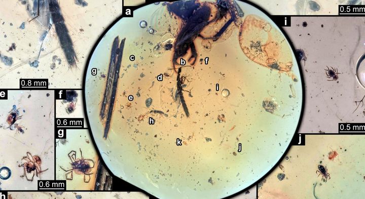 1億年前の昆虫は「カニのハサミ」をどうやって獲得したのか？