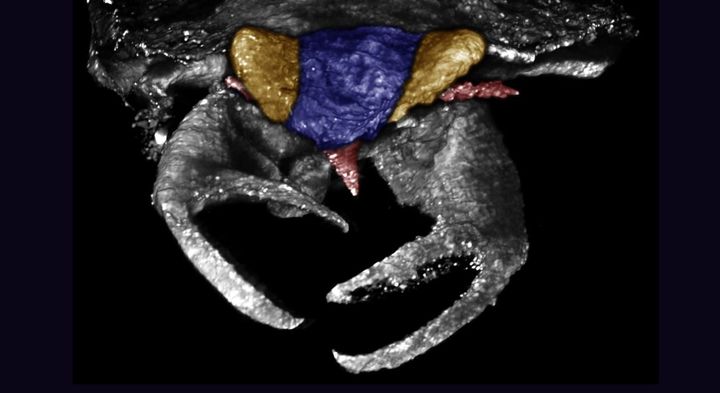 1億年前の虫は『カニのハサミ』を持っていたと判明