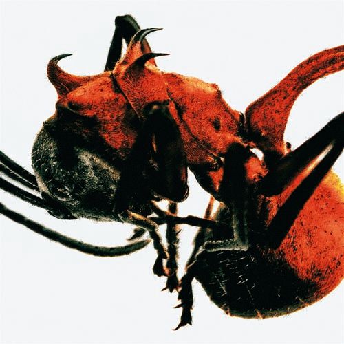 『ANT』