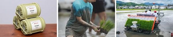 【兵庫県丹波篠山市】Green Days Japanが田植え体験を実施！ネオジャパン社員とその家族が参加