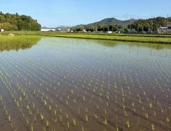 【兵庫県丹波篠山市】Green Days Japanが田植え体験を実施！ネオジャパン社員とその家族が参加