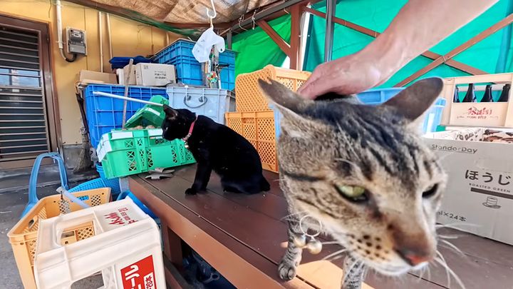 ナデナデされる猫