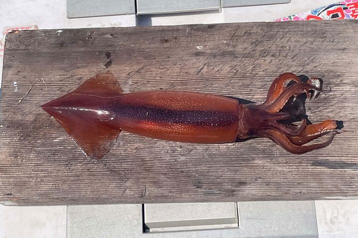 釣れたてのスルメイカ