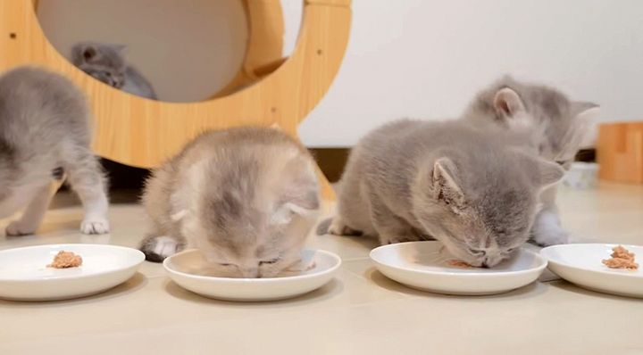 離乳食をモグモグ食べる子猫達