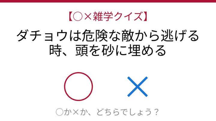 【○×雑学クイズ】これ本当？ダチョウの都市伝説を検証！の問題画像