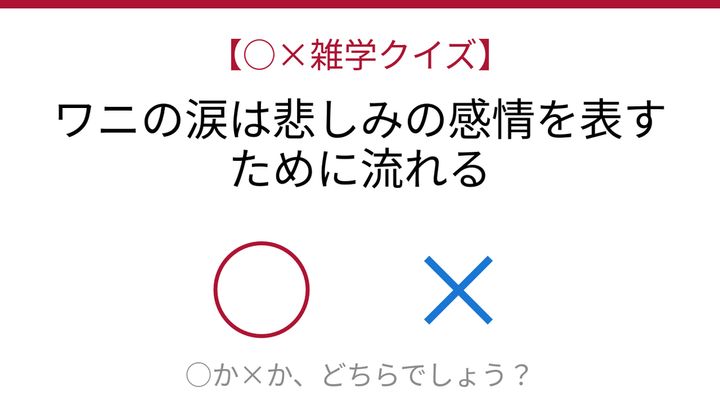 【○×雑学クイズ】これ本当？ワニの涙に隠された真実の問題画像