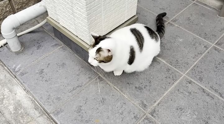 太めの猫