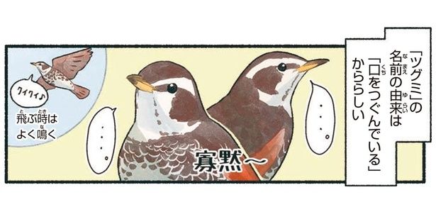 「ツグミ」の名前の由来は「口をつぐんでいるから」らしい （C）piro piro piccolo／KADOKAWA