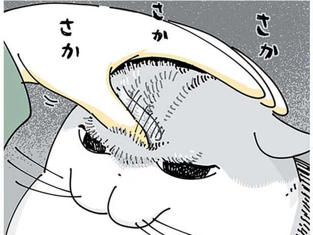さかさかさか… （C）キュルZ／KADOKAWA