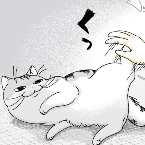 飼い主にキックする猫 画像提供：キュルZ@kyuryuZ
