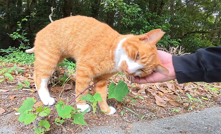 ナデナデされる猫
