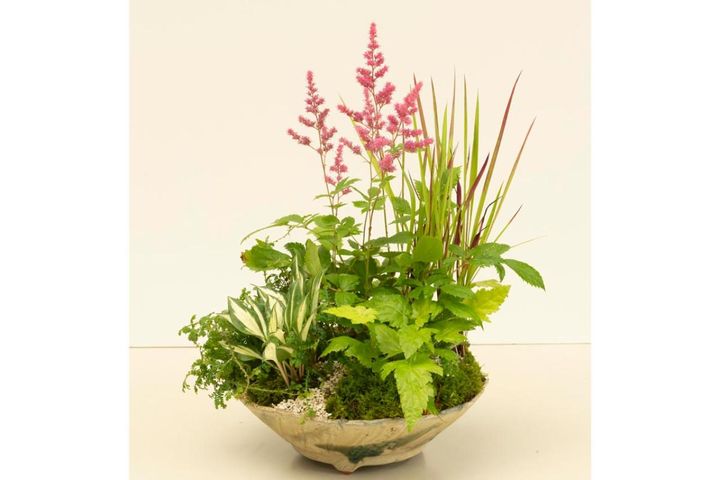 初夏に涼を呼ぶ【和モダン寄せ植え】 生け花のように“間”を生かす配置と、真夏の水やり・置き場所のコツ