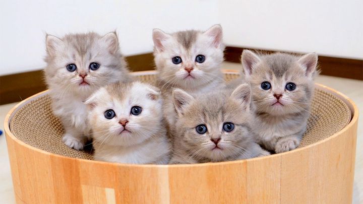 あっちむいてほいする子猫達