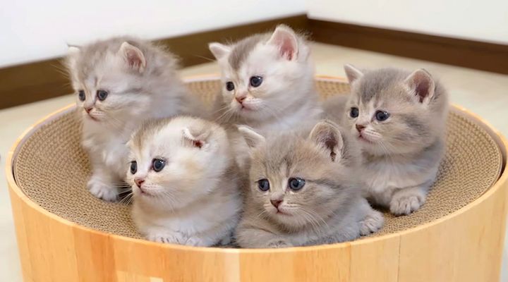 あっちむいてほいする子猫達