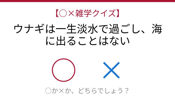 【○×雑学クイズ】これ本当？ウナギの驚くべき二重生活の問題画像