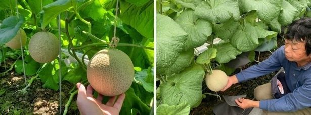 デニーズでは「一木一果」のマスクメロンを使用