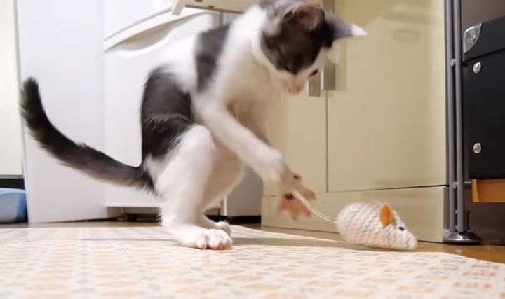 テンションが急上昇した子猫