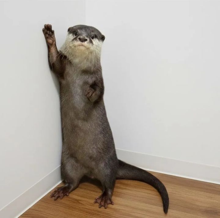 コツメカワウソが室内の壁に両手をついて直立した全身ショット。茶色の毛並みと白いあご周り、長い尾が鮮明に写っている