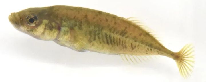 生時のムサシトミヨPungitius nakamurai（Paratype、標準体長40.2mm：さいたま水族館より寄贈）
