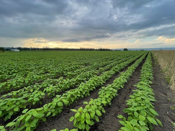 【岩手県岩泉町】化学的添加物を一切使わないカップアイス発売！こだわりの5つの原材料のみ使用