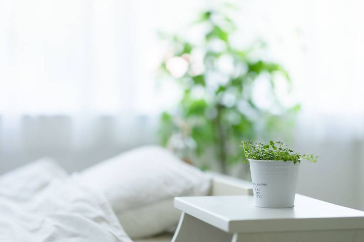 寝室 家庭運 上がる 観葉植物