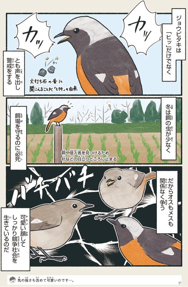 オスもメスも関係なく争う （C）piro piro piccolo／KADOKAWA