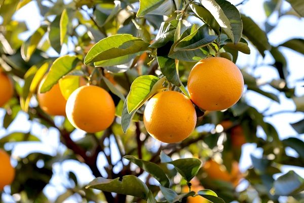 「クラフトジン瀬戸内 八朔」、三宅本店が運営する蒸留所から登場！8,000本限定