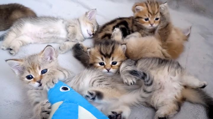 寝床の中の子猫達