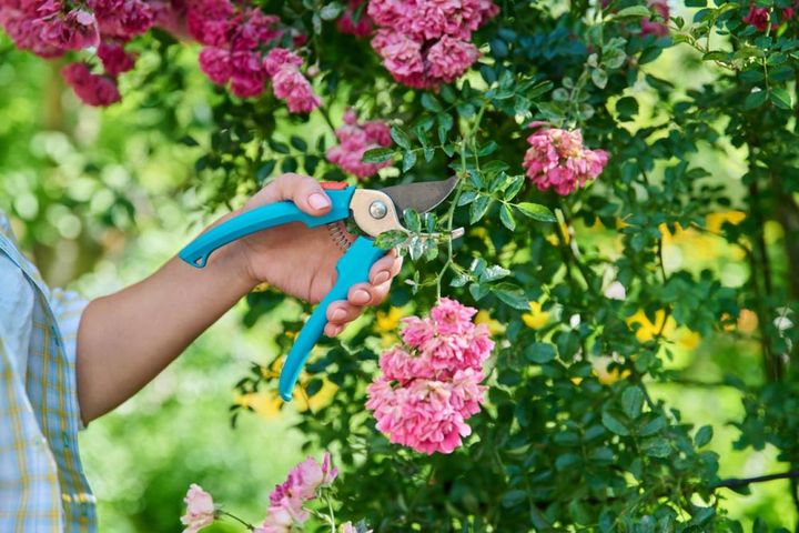 花がらを切るときは、切る枝に5枚葉を2つ付け、5枚葉の上にハサミを入れます。ハサミは斜めでも水平でもOK。