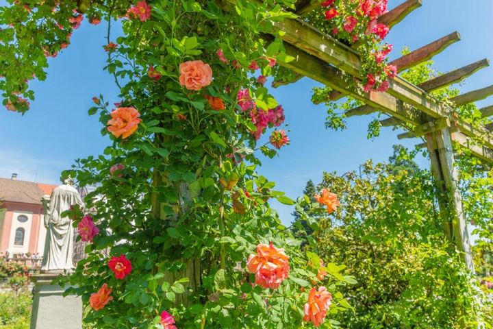 ドイツ南西部、ボーデン湖に浮かぶマイナウ島は花の島として知られます。6月から夏の間はバラの花が美しい。