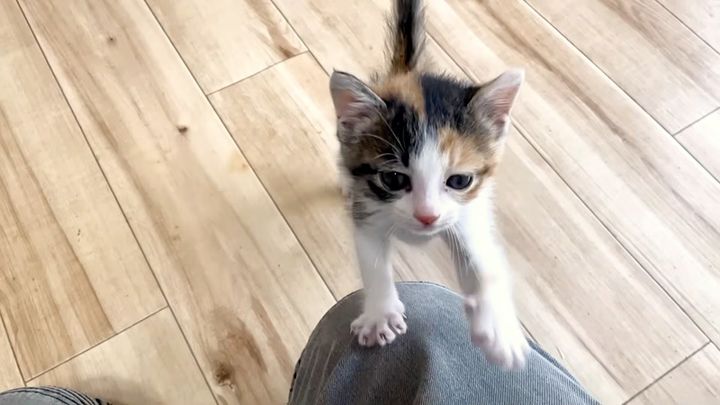 アピールする子猫