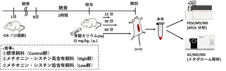 ICRマウスへの青酸カリウム腹腔内投与実験の流れを示す図。飼育から解剖・血清採取・PESI/MS/MSおよびGC/MS/MS分析までのステップを図解