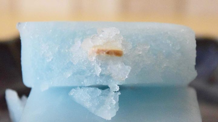 ガリガリとした食感が楽しめます