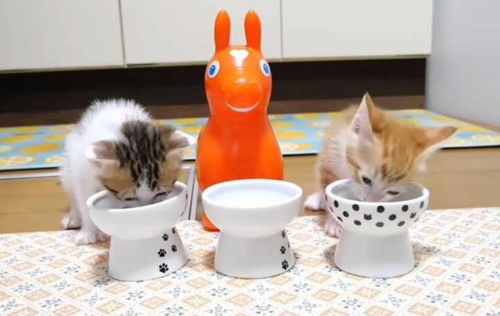 ご飯を食べる子猫達