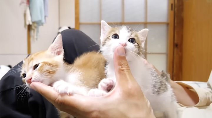 チュパチュパと指吸いする子猫達