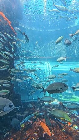 【静岡県下田市】下田海中水族館に、海の中に入り込んだような感覚を楽しめる新体験プログラム登場！