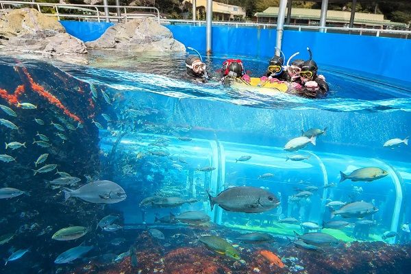 【静岡県下田市】下田海中水族館に、海の中に入り込んだような感覚を楽しめる新体験プログラム登場！