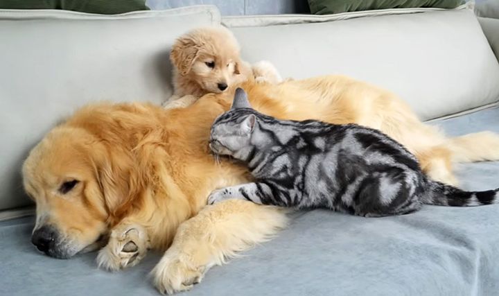犬に甘える猫