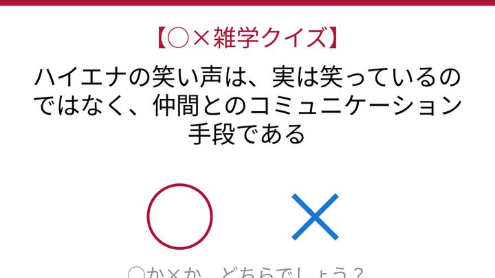 【○×雑学クイズ】これ本当？ハイエナの「笑い」の正体の問題画像