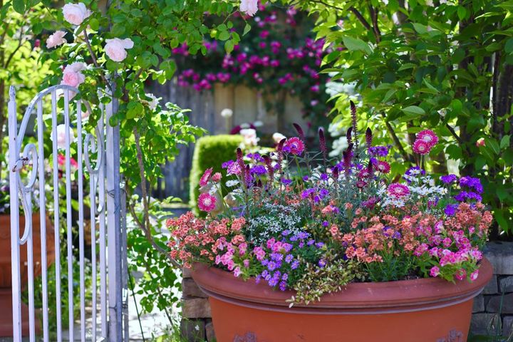 大鉢の寄せ植え