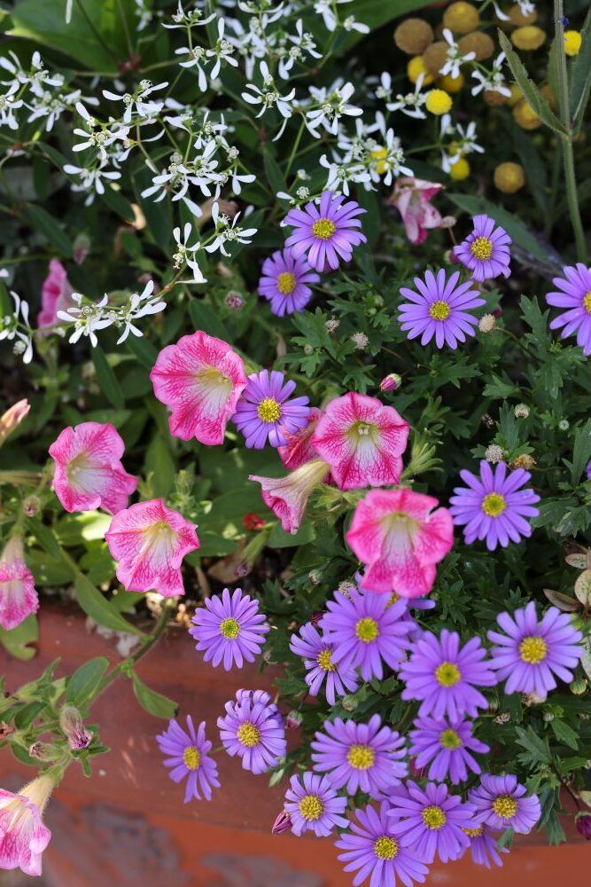 夏の寄せ植え