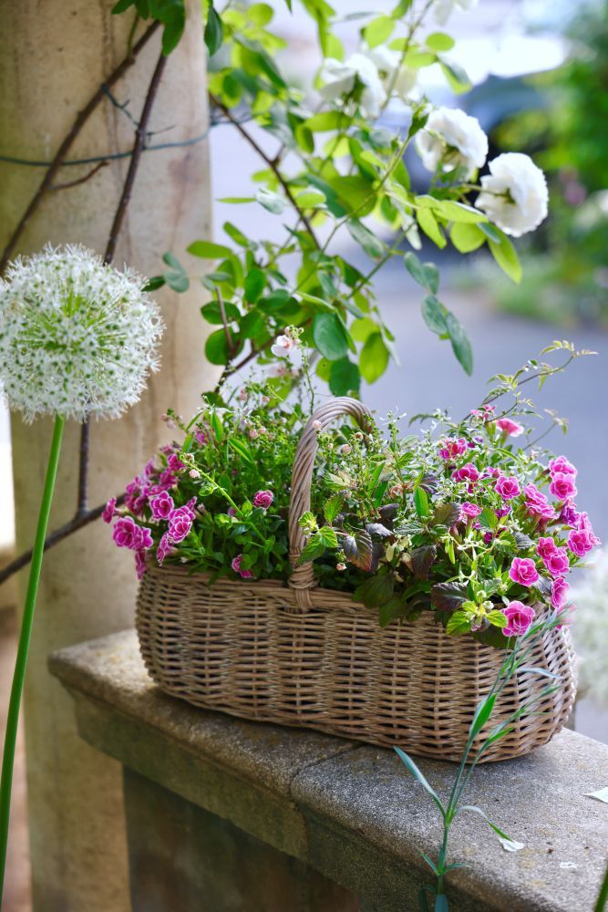 バスケットの寄せ植え